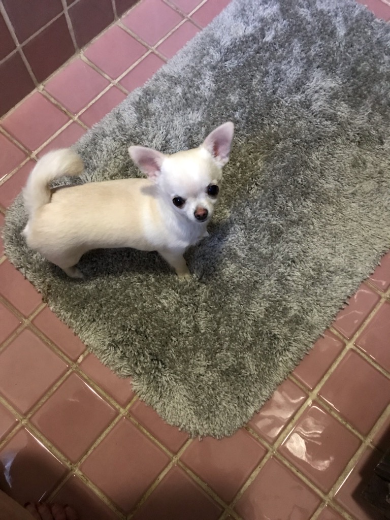 Patty is extremely outgoing and friendly — just ready for her forever home.