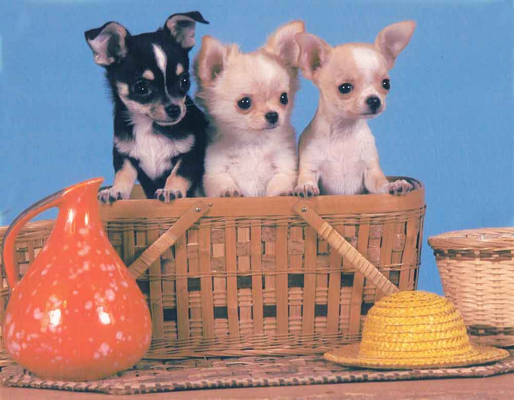 Ch. Ouachitah Mirror Image 1st Litter