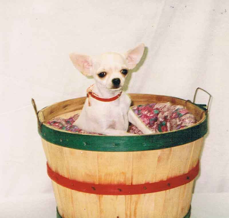 Ch. Jo-El's Stormy Weather son