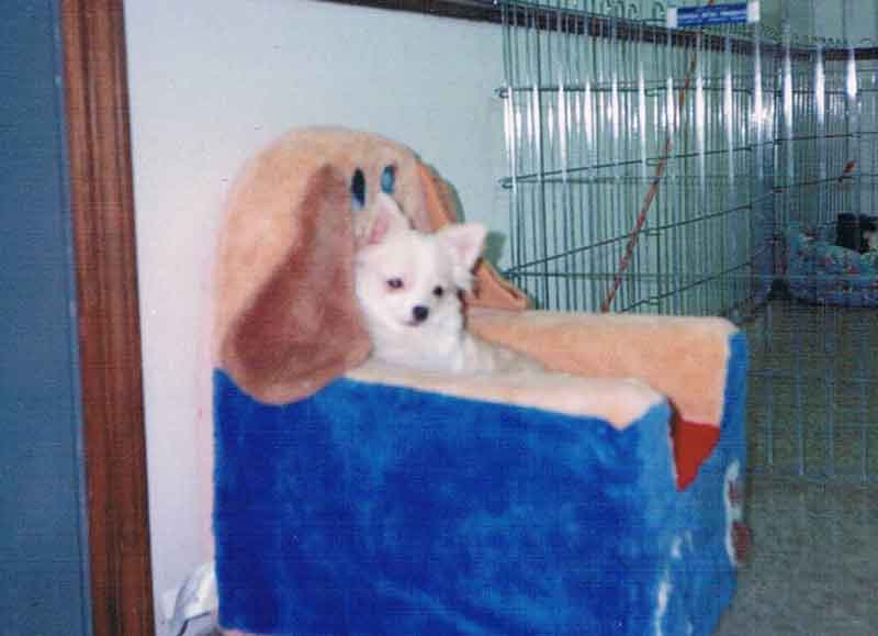 Ch. Jen-Jeans Three Times a Lady