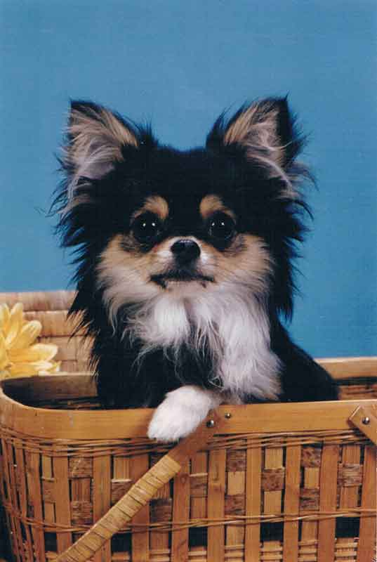 Ch. Jen-Jeans Achey Breaky Heart