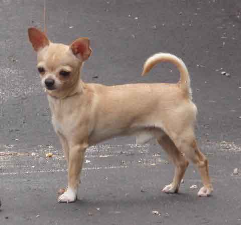 GCh. Jen-Jeans Huckelberry Finn