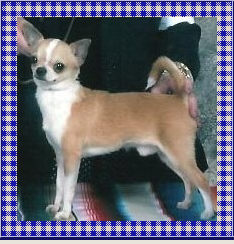 Misalous Mighty Dog Fiddler