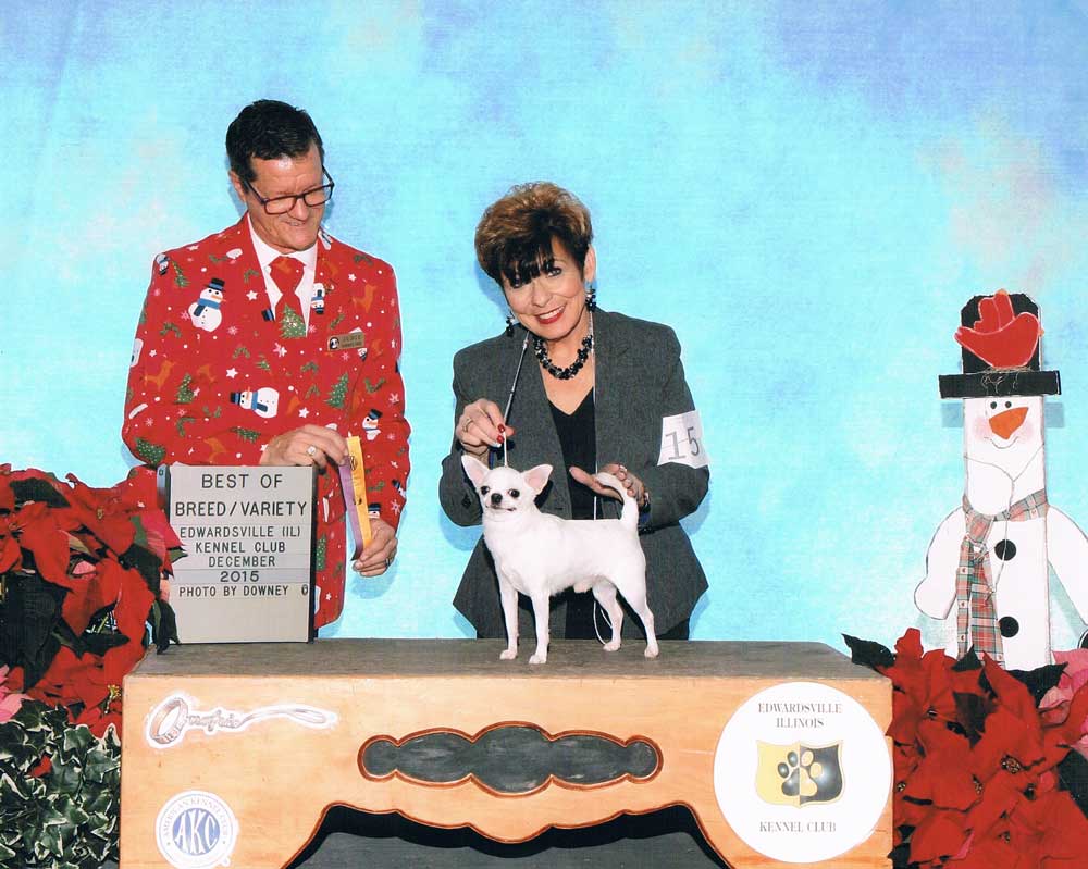 Cosmo &mdash; GCH Jen-Jeans Toppers Ghost